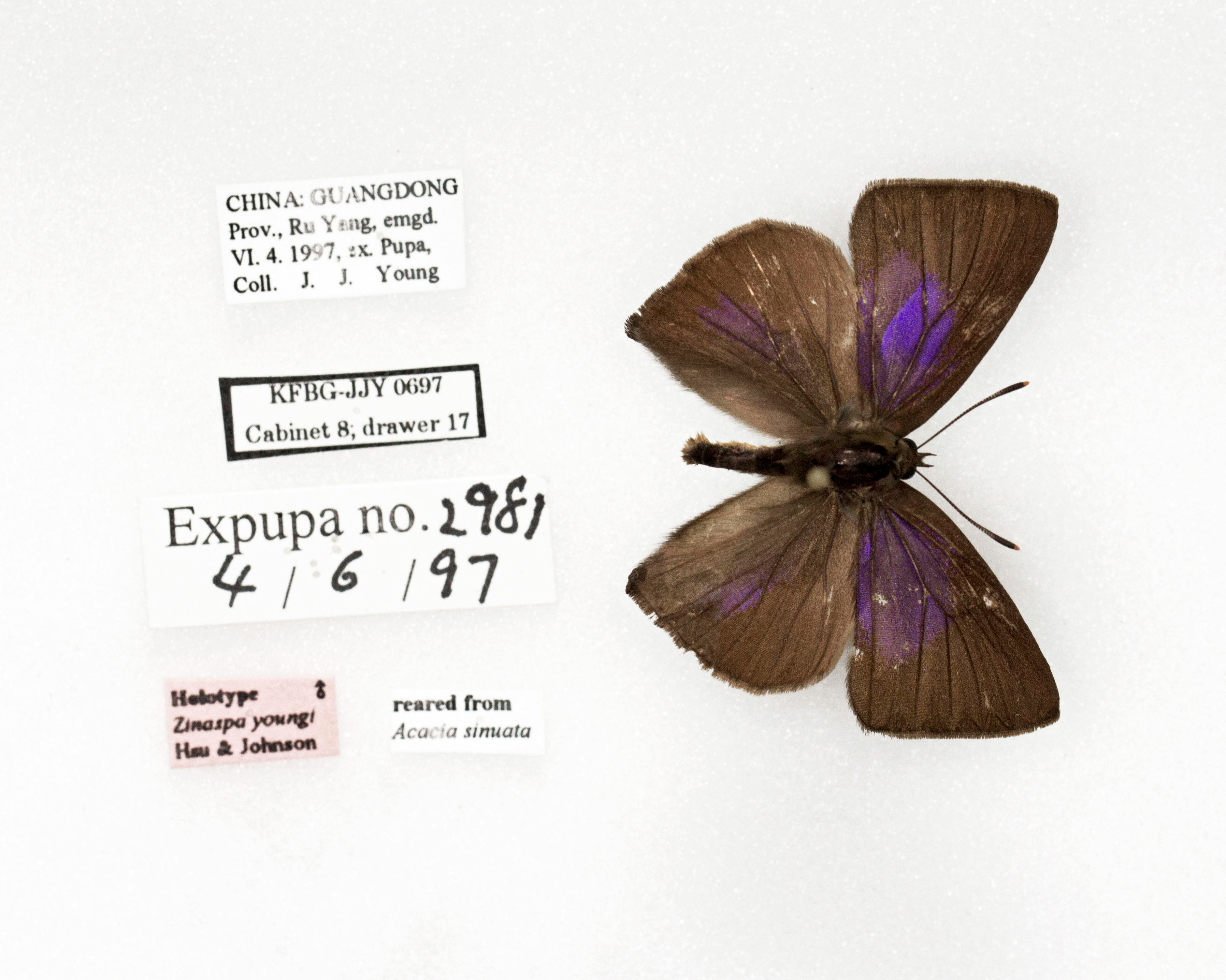 Insecta Matsumurana 59～68号 北海道大学農学部昆虫体系学教室