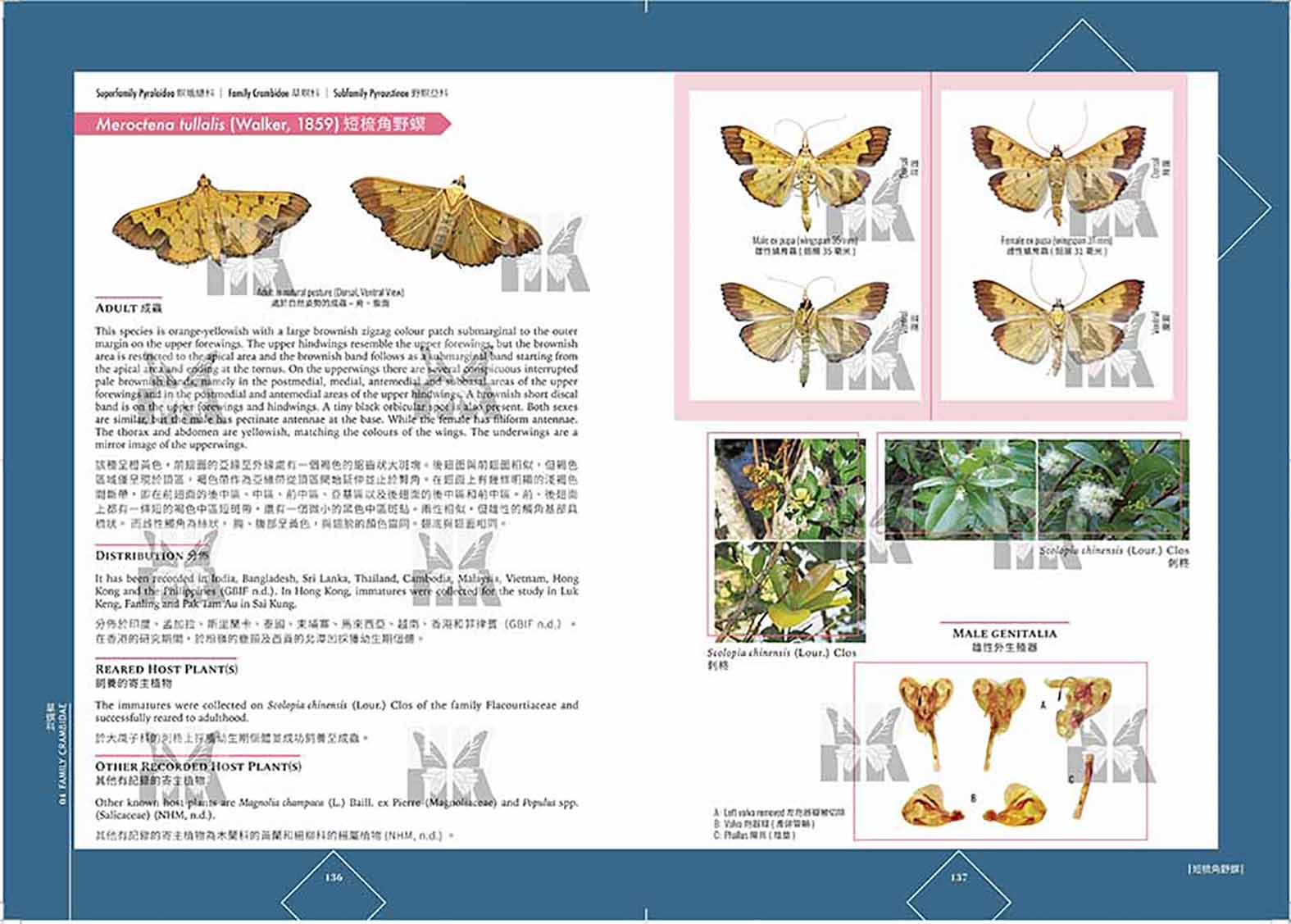 A Monograph on the Life Histories of Moths from Hong Kong
